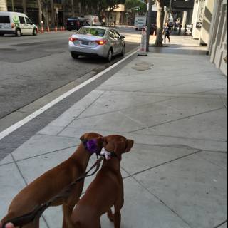 Two Canines on a Sidewalk Stroll