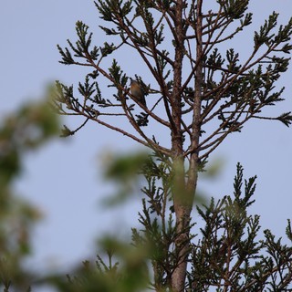 Cedar Waxwing Perched in Conifer Tree at Dusk