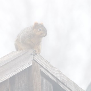 Curious Squirrel Perched on Wooden Structure in Fog