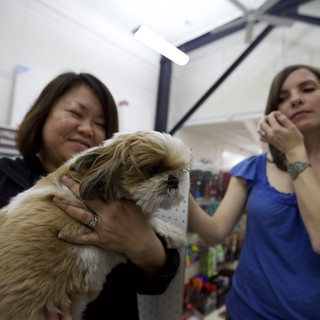 pet-supply-store-likely-in-los-angeles-or-another-urban-us-city-during-an-art-walk-event
