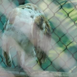 Solitude Behind the Mesh - A Glimpse at a Vulture in Captivity