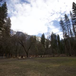 Timeless Moments in the Yosemite Fir Grove