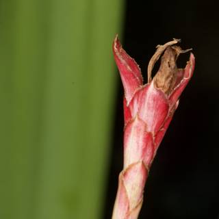 Bud of Acanthaceae Flower