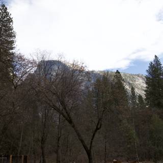 Conifer Majesty of Yosemite, 2023