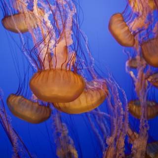 Mesmerizing Dance of the Jellyfish