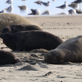 Elephant Seals Resting on Drakes Beach at Low Tide