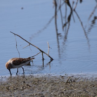 Least Sandpiper Foraging in Shallow Wetland Waters