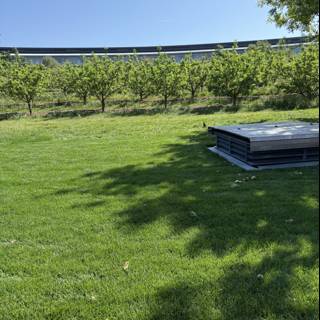 Tranquility at Apple Park