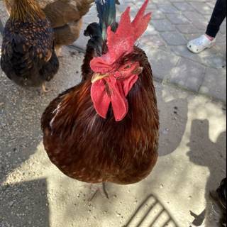 The Red-Headed Rooster