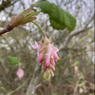 Pink Blossom on a Tree Branch
