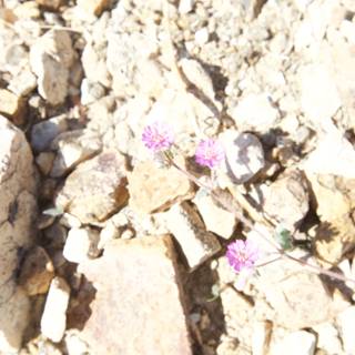 A Delicate Pink Flower Thrives in Rocky Terrain