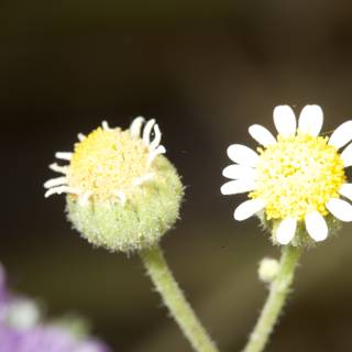 A Daisy and Geranium Pairing