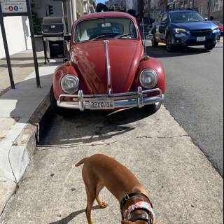 Street Pup