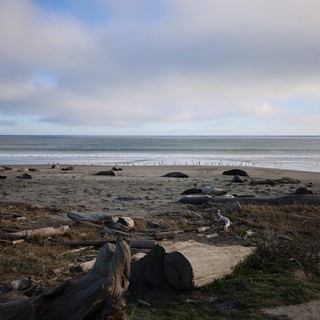 Elephant Seals Resting on Drakes Beach at Dusk