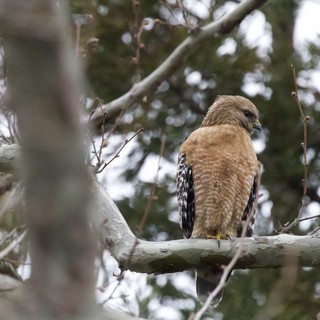 Red-Shouldered Hawk Perched on Winter Branch