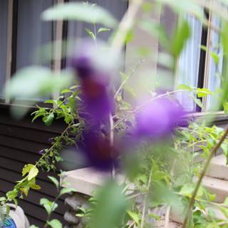 Purple Geranium Decorates Window Sill