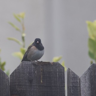 Dark-Eyed Junco Perched on Weathered Wooden Fence