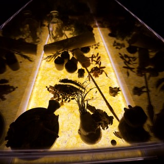 Illuminated Botanical Specimens on Light Table Display