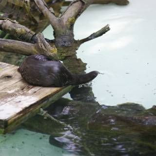 The Majestic Black Otter on Wooden Platform