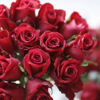 A Dozen and Two: A Stunning Bouquet of 14 Red Roses