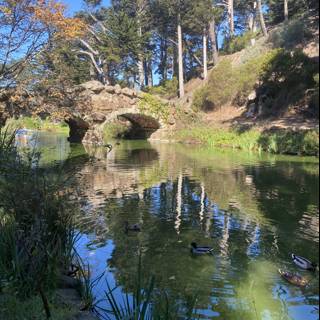Peaceful Pond at Golden Gate Park