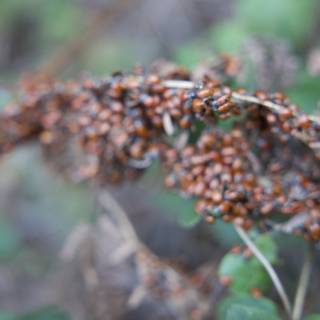 Ladybug Gathering on Huckleberry Trail