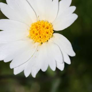 A Daisy in the Spring Field
