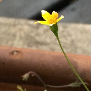 Sunny Bloom in Altadena