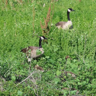 Canada Geese Family with Goslings in Grassy Wetland