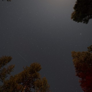 Meteor Streak Over Pine Forest Night Sky
