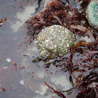 Encrusted Abalone Shells in Rocky Tidal Pool