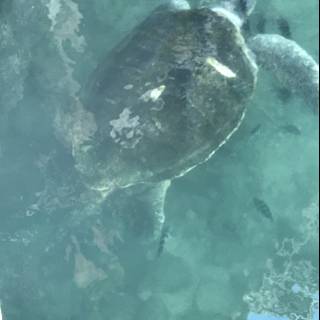 Majestic Sea Turtle in its Habitat