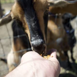 A Handful of Friendship: Feed Time at Calistoga Farm