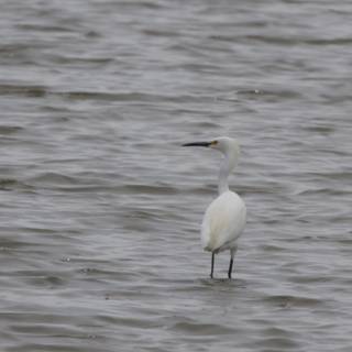 Graceful Solitude