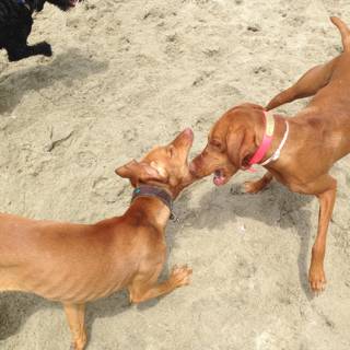 Playful Pups at Rosie's Dog Beach