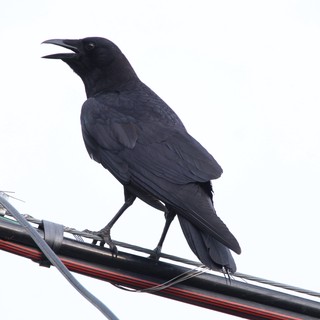 American Crow Calling from Power Line Perch