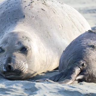 Elephant Seal Pup and Adult Resting on Beach