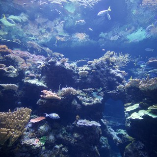 Vibrant Coral Reef Ecosystem with Tropical Fish