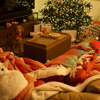 Cozy Christmas Morning with Pets at Home