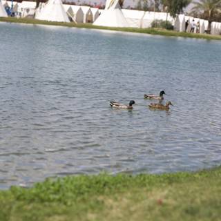 Three Ducks Enjoying Summer by the Pond
