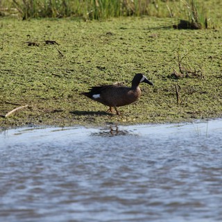 Australian Shoveler Duck in Wetland Habitat