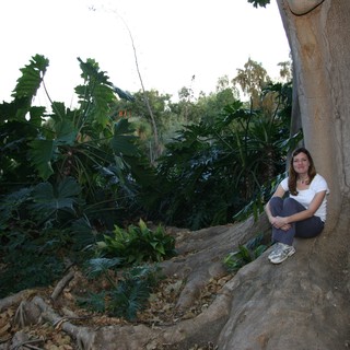 ficus-macrophylla
