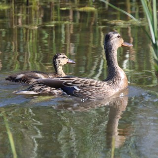 Pair of Mottled Ducks Swimming in Wetland Pond