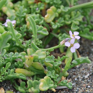 Delicate Sea Rocket Blooms on Sandy Coastal Shore