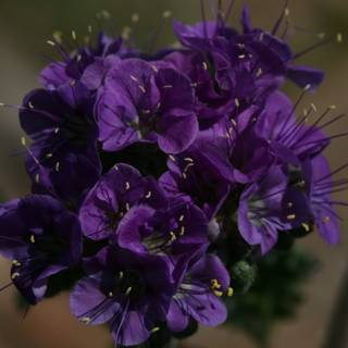 Purple Blooms in Spring