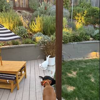 Evening Harmony in the Backyard