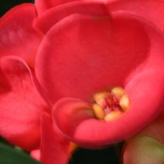 Deep Red Begonia Flower in Bloom