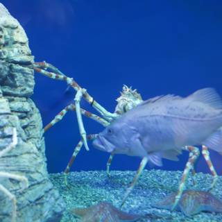 Crab and Fish in the Penelope Aquarium