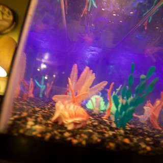 home-interior-or-aquarium-store