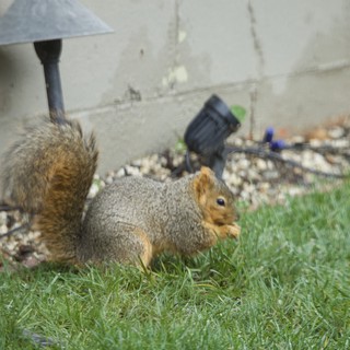 Fox Squirrel Foraging on Suburban Lawn